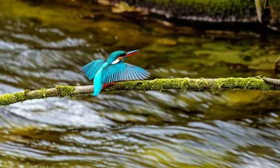 Illustration perching - Image 1