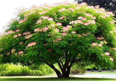 Illustration albizia - Image 2