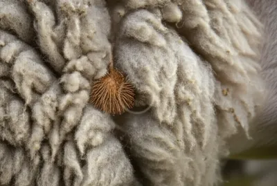 Illustration burrs - Image 1