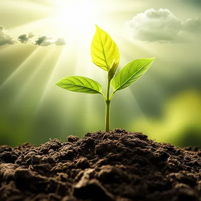 Illustration promise - Image 1