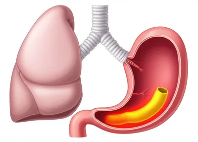 Illustration calamus - Image 1