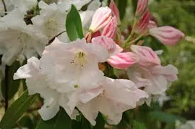 Illustration rhododendron - Image 2