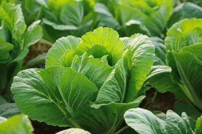 Illustration napa - Image 1