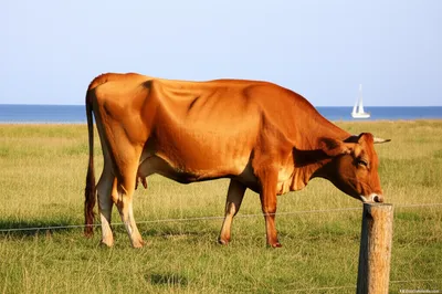 Illustration so - Image 1