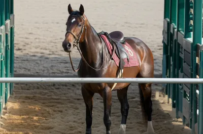 Hình ảnh minh họa maidens - Ảnh 1