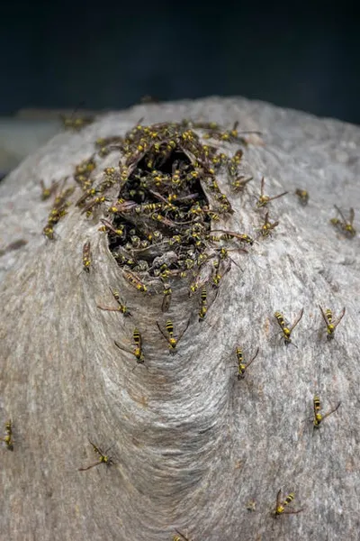 Illustration hornets - Image 2