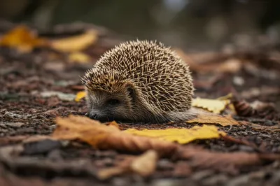 Illustration hedgehog - Image 1