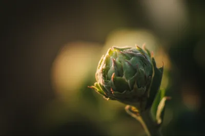 Illustration enceinte