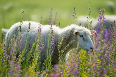 Illustration graze - Image 1