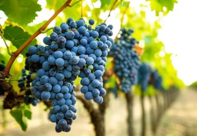 Illustration concord - Image 1