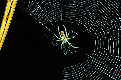 Illustration span - Image 1