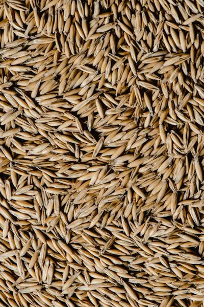 Illustration hulled - Image 2