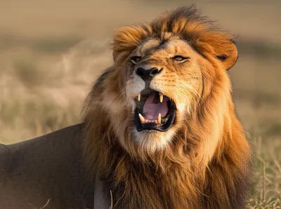 Illustration roaring - Image 1