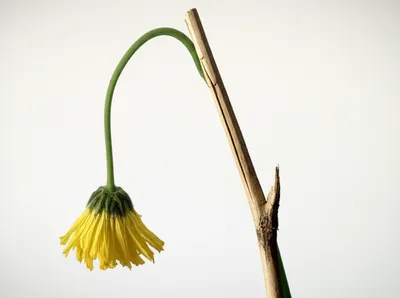 Illustration debilitating