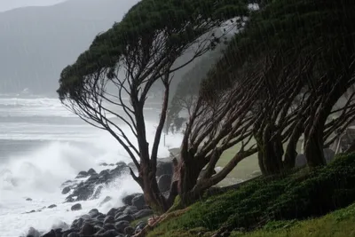 Illustration lashed - Image 1