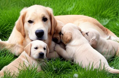 Illustration bitches - Image 1