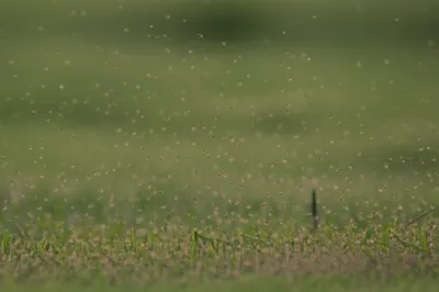 Illustration mosquitos - Image 1