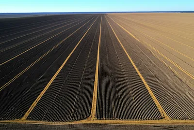 Illustration ribs - Image 1