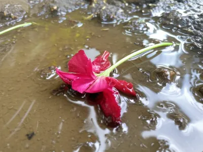 Illustration degraded - Image 1