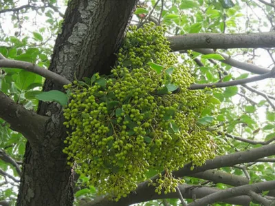 Illustration mistletoe