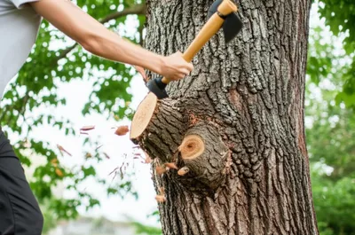 Illustration snag - Image 1