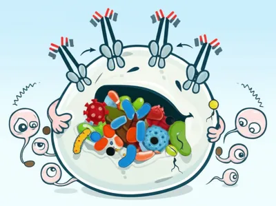 Illustration macrophages