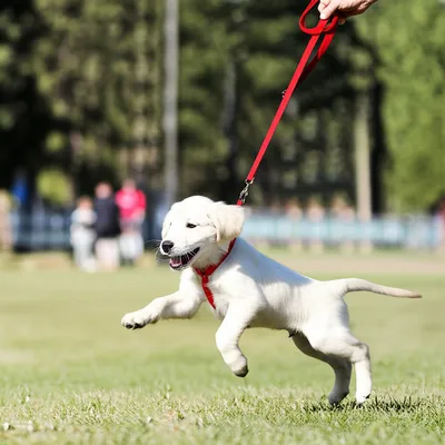 Illustration slips - Image 1