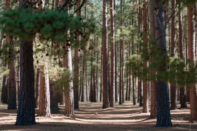 Illustration pinewood - Image 1