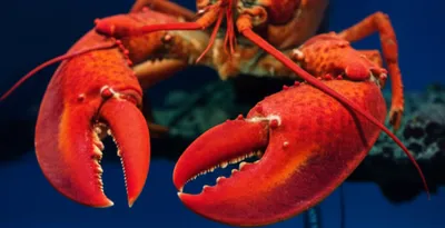 Illustration pincers - Image 1