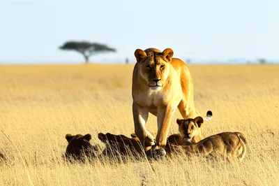 Illustration jealous - Image 1