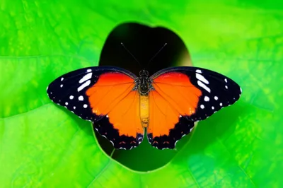 Illustration framed - Image 1