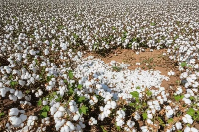 Illustration fluke - Image 1