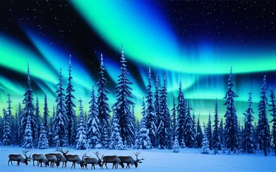 Illustration boreal - Image 1