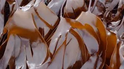 Illustration tangle - Image 2