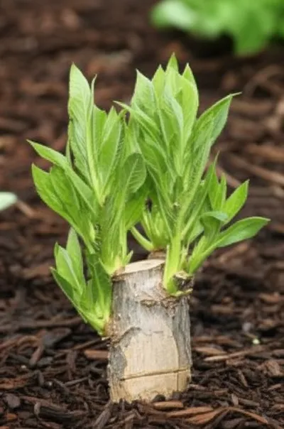 Illustration stooling - Image 1