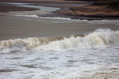 Illustration sea dogs - Image 1