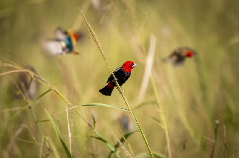 Illustration visuelle de grenadier: Granadin, évêque rouge - Image 1