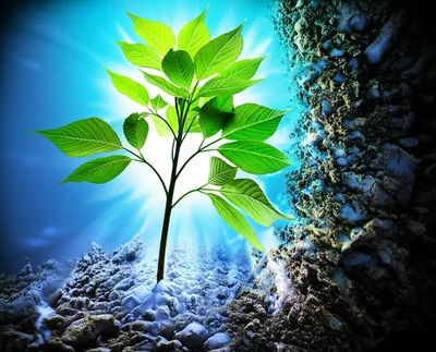 Illustration antifungal