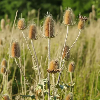Illustration teasels - Image 1