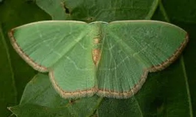 Illustration emerald - Image 2