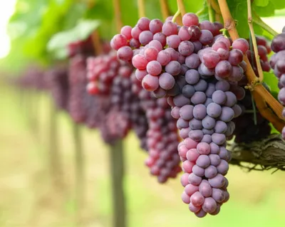 Illustration bunching - Image 1