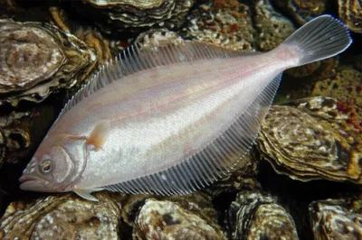 Illustration pearl - Image 1