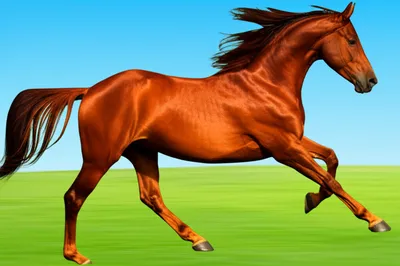 Illustration galloping