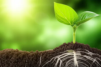 Illustration rising - Image 1