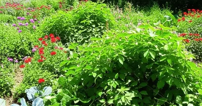 Illustration pest - Image 1