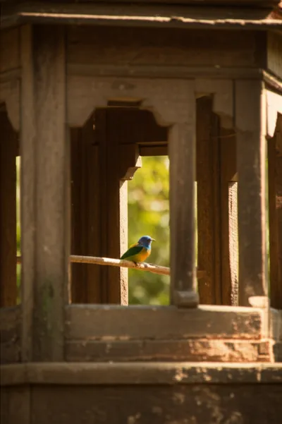 Illustration cage - Image 1