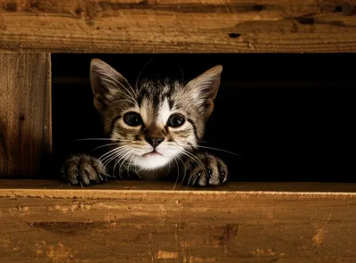 Illustration crate - Image 1