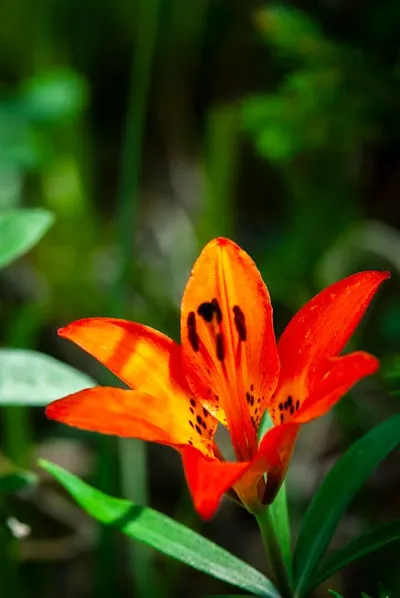 Illustration vivider - Image 2