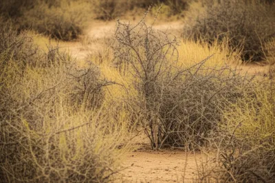 Illustration scrubs - Image 1