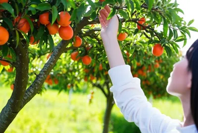 Illustration reaches - Image 1